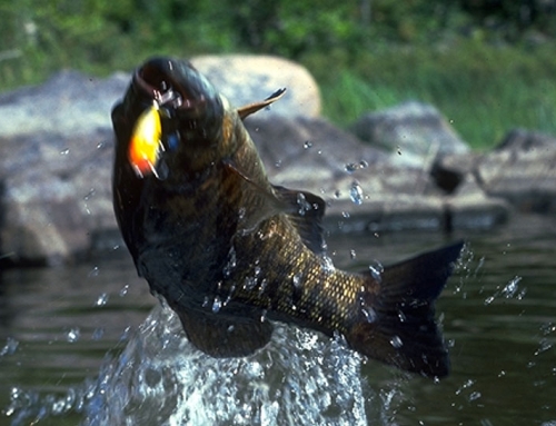 Fly, Rod & Reel: Boundary Waters Bass A pristine smallmouth heaven – two days from anywhere